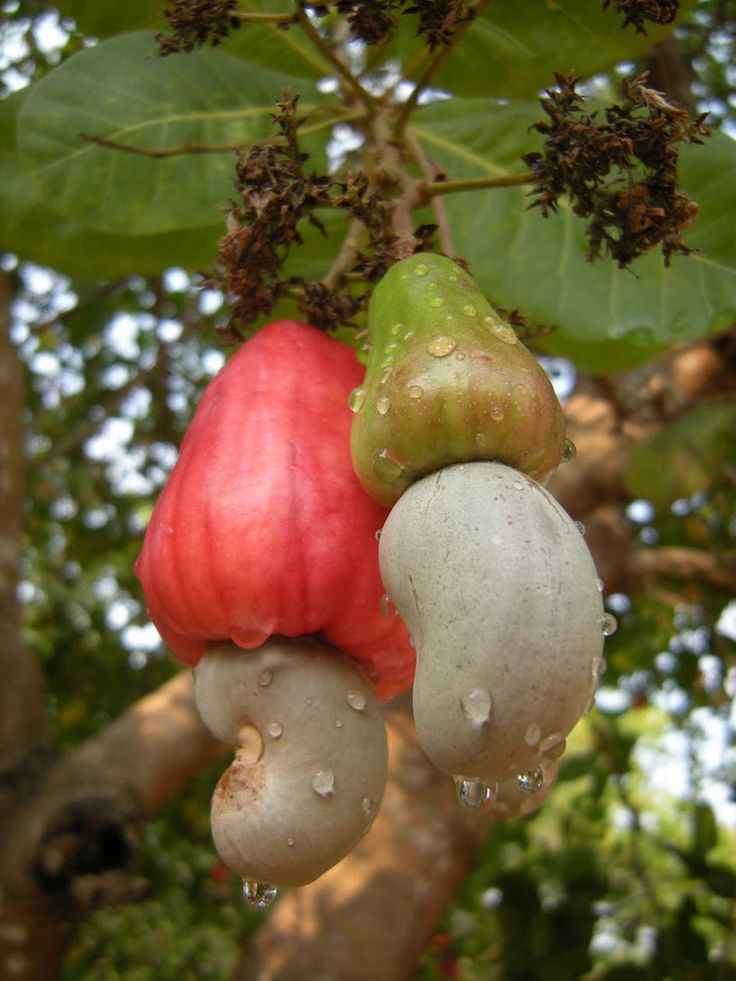 Cashew nut