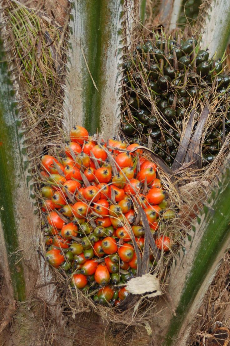 Palm kernel